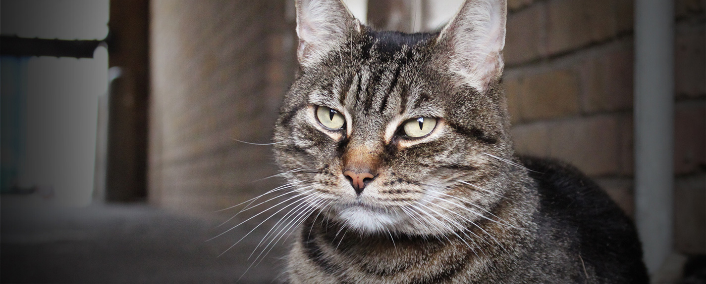 Tabby shorthair cat