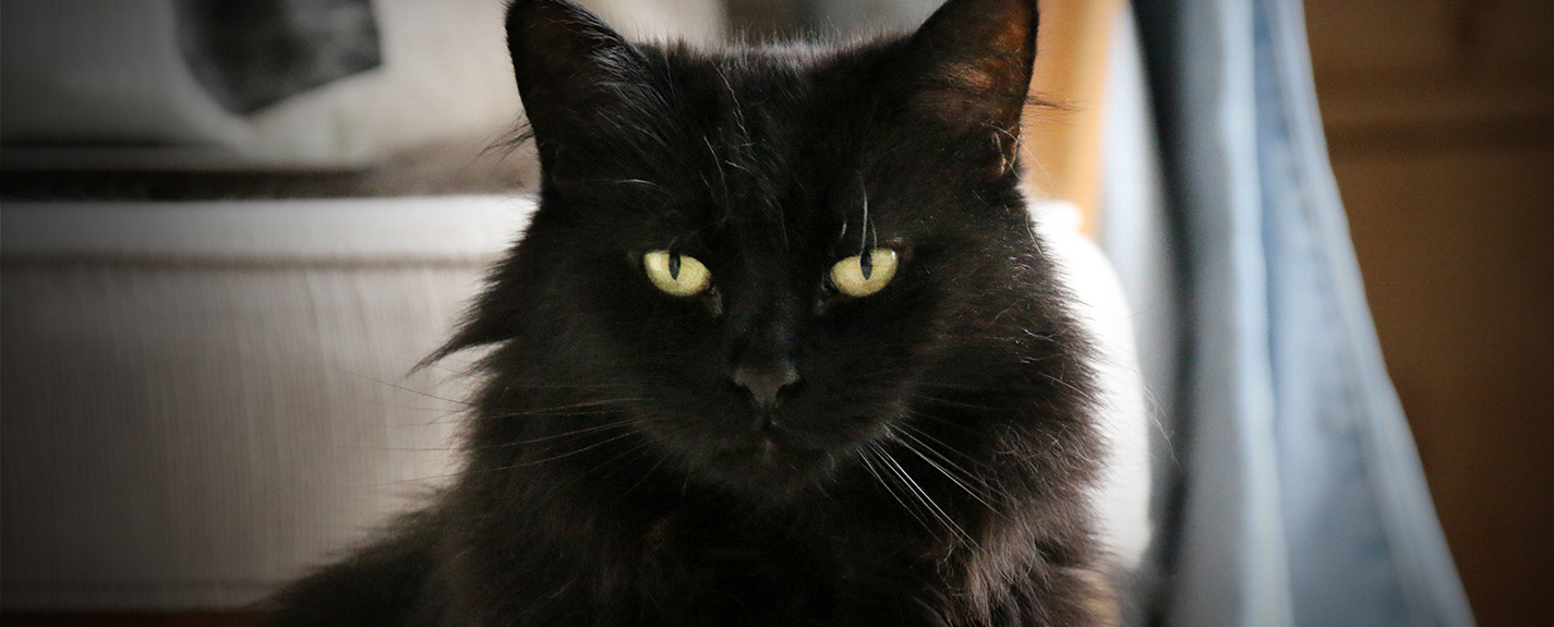 Domestic longhair black cat